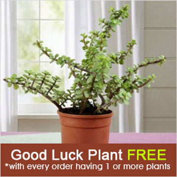 Get Good Luck Pant Free with Every Order at Nurserylive